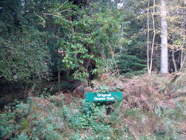 Savernake Forest
